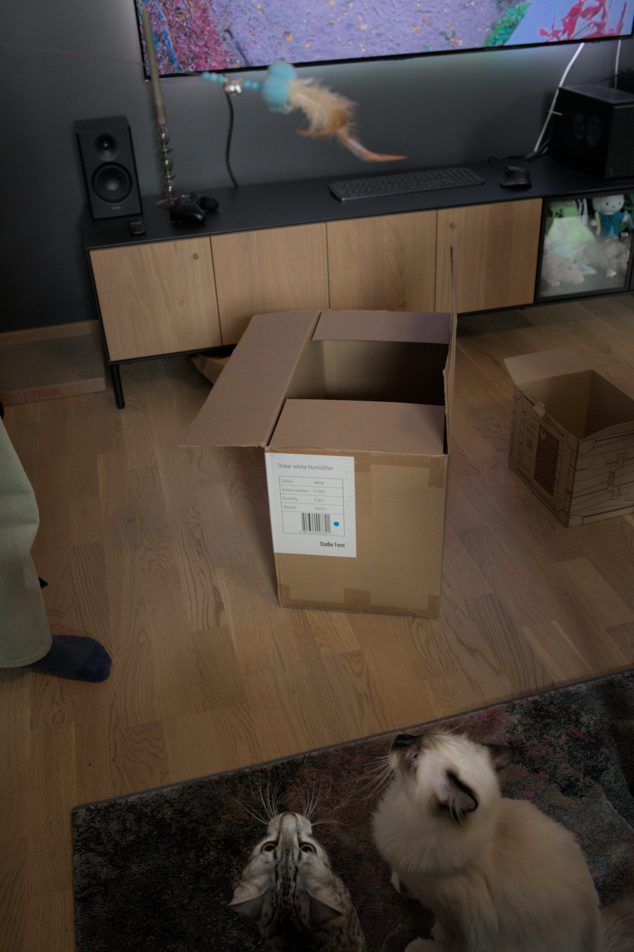 2025/10/12 - cats/DSC_0087.jpg